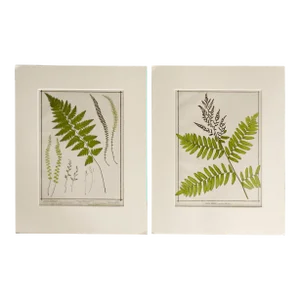 Antique 1885 English Chromolithograph Ferns - a Pair