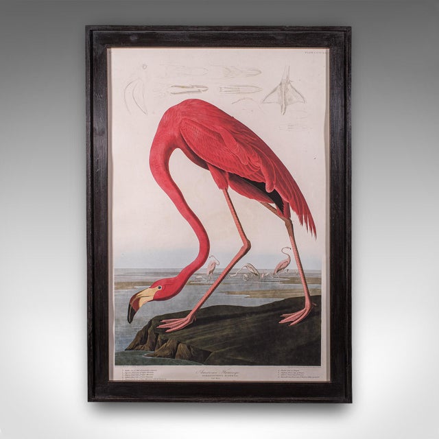 This is a large vintage flamingo picture. An English, framed print engraving of wildlife interest originally by J.J....