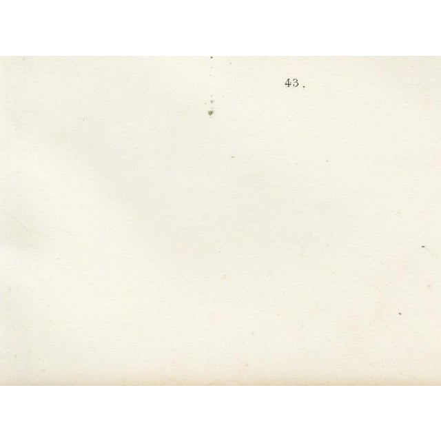 Gold Emilie, Durham Shorthorn Cow of Corbon, 1873, Paper For Sale - Image 8 of 12