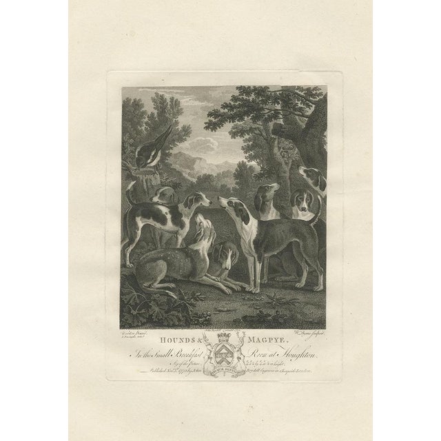 Antique print titled 'Hounds & Magpye'. Large-sized original antique print of a group of hounds, including one in profile...