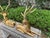 1960s Pair of Hollywood Regency Brass Stags For Sale - Image 13 of 13