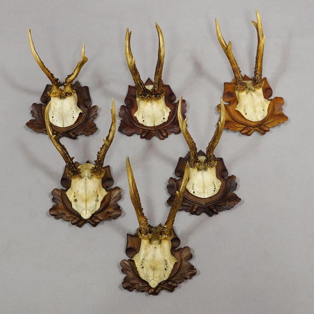 Set of Six Antique Roe Deer Trophies, Germany Ca. 1890s / 1900s For Sale - Image 4 of 10