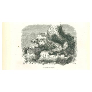 Paul Gervais, The Wolf, Original Lithograph, 1854 For Sale