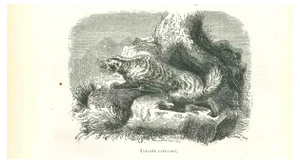 Paul Gervais, The Wolf, Original Lithograph, 1854