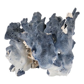 Coastal Real Blue Ridge Coral Reef Large Coral Natural, Table Top Décor For Sale