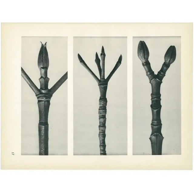 1920s 1928 Karl Blossfeldt Original Period Photogravure N17 of Cornus Nuttallii For Sale - Image 5 of 6