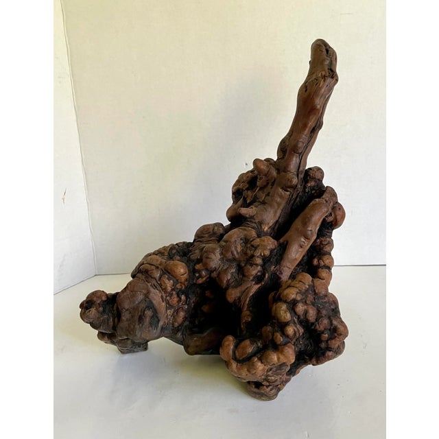 Organic Burlwood Live Edge Decor Piece For Sale In Los Angeles - Image 6 of 7