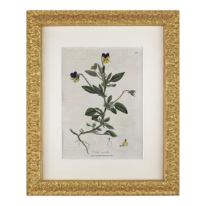 Early 19th Century English Hand Colored Floral Botanical Engraving of Violas by William Woodville