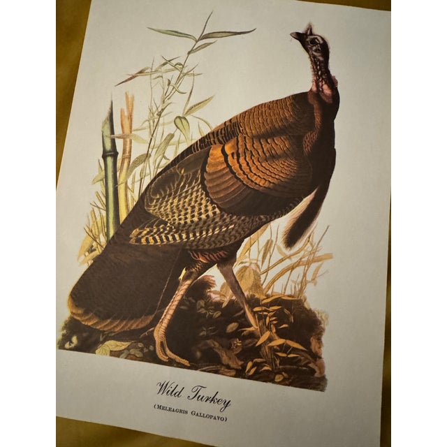 Mid 20th Century Vintage Audubon Style “Wild Turkey” Ornithological Print, Unframed For Sale - Image 5 of 6