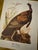 Mid 20th Century Vintage Audubon Style “Wild Turkey” Ornithological Print, Unframed For Sale - Image 5 of 6