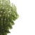 Mid-Century Modern Green Murano Glass Petal Chandelier with Gold-Toned Support, Italy, 1999 For Sale - Image 3 of 11