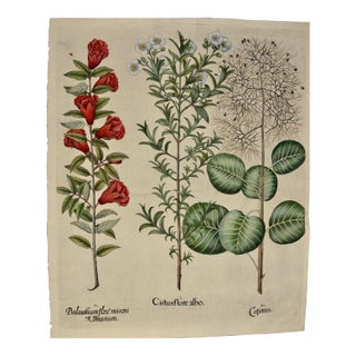 Flowering Pomegranate & Rock Rose: A 17th C. Besler Hand-Colored Engraving, 1640 For Sale