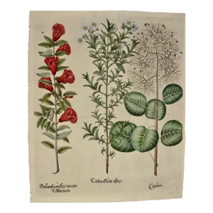 Flowering Pomegranate & Rock Rose: A 17th C. Besler Hand-Colored Engraving, 1640