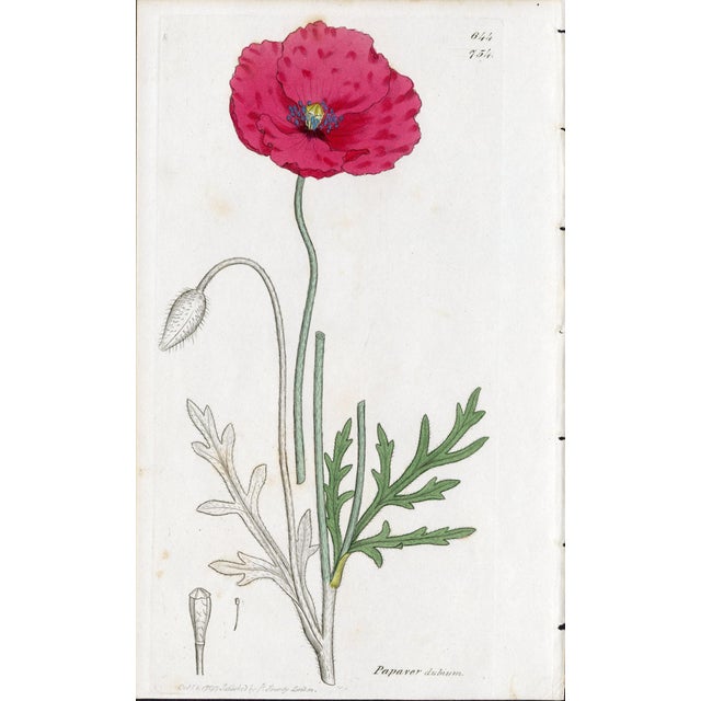Offered here is an original antique botanical print from the celebrated English Botany series, featuring the distinctive...