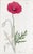 Offered here is an original antique botanical print from the celebrated English Botany series, featuring the distinctive...