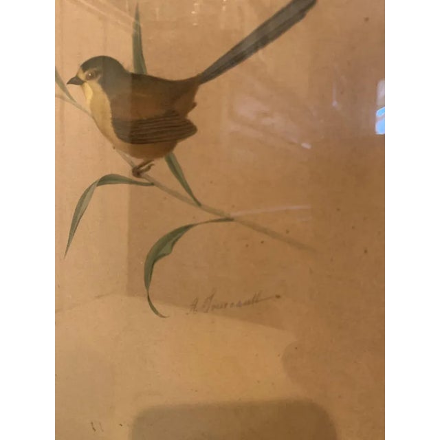 Adolphe Fourcaud, Bird on Branch, 18th Century, Watercolor, Framed For Sale - Image 6 of 11