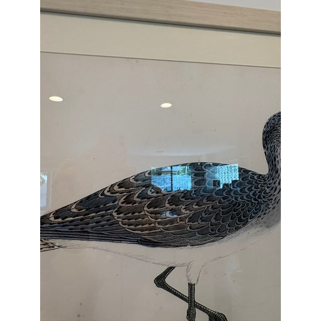 Oversized Ballard Designs Audubon Style Coastal Shorebird Prints – A Pair For Sale - Image 11 of 16