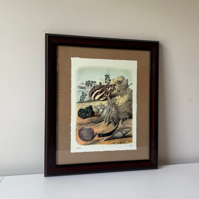 Traditional 1990s Carl Hoffmann Framed "Conchylien Ii" Shell Print For Sale - Image 3 of 5