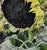 Textile Oil Painting Seeds for the Future Harvest Varvarov Anatoly Viktorovich For Sale - Image 7 of 7