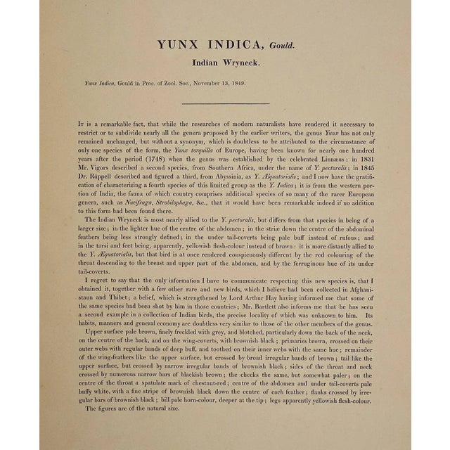 Indian Wryneck Birds (Yunx Indica): A 19th C. Gould Hand-Colored Lithograph, 1850 For Sale In San Francisco - Image 6 of 6