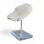 Mid 20th Century Natural White Mushroom Coral Specimen on Glass Block For Sale - Image 5 of 12