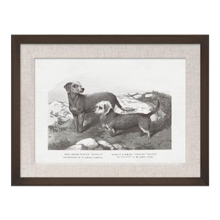 Cassell Dogs; Terriers, Framed Artwork For Sale