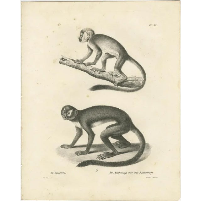 This image showcases two lithographs of primates, drawn by Carel Christiaan Antony Last for Heinrich Rudolf Schinz's...