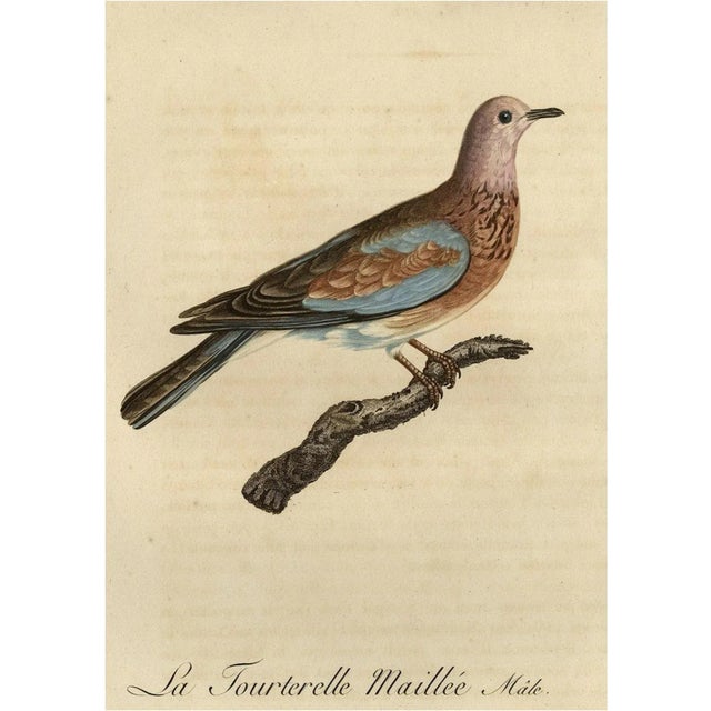 Male Laughing Dove, 1803, Print For Sale - Image 6 of 6