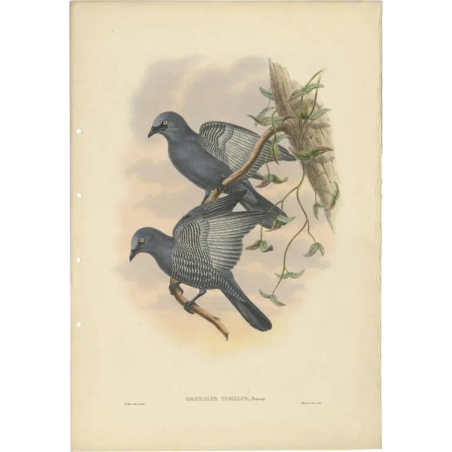 J. Gould, Bird Illustration of the Yellow-Eyed Cuckooshrike, 1875, Print For Sale - Image 5 of 5