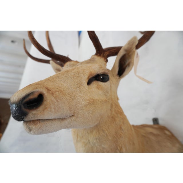 Leucistic Fallow Deer Head Bust Mount For Sale - Image 9 of 18