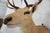 Leucistic Fallow Deer Head Bust Mount For Sale - Image 9 of 18