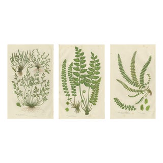 Common Club Moss, Alpine Club Moss and Fir Club Moss Botanical Triptych, 1873, Set of 3 For Sale
