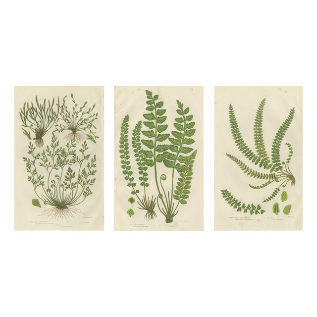 Common Club Moss, Alpine Club Moss and Fir Club Moss Botanical Triptych, 1873, Set of 3 For Sale