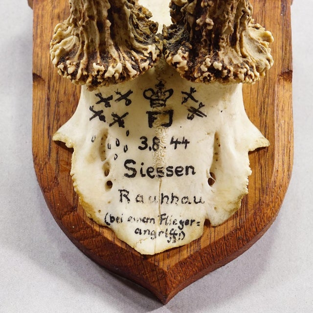 Vintage Red Deer Trophy by Franz Joseph, Prince of Thurn and Taxis, 1944 For Sale - Image 6 of 6