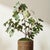 Kenneth Ludwig Chicago Fig Tree With Figs Potted Drop-In 34" For Sale - Image 4 of 4