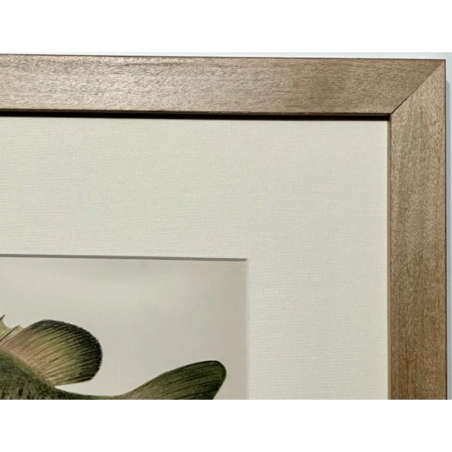 Rock Bass Fish, Original Framed Print by Denton, Circa 1903 For Sale - Image 4 of 4
