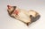Vintage Folk Art Chalkware Carnival Chalk Brown Collie Dog Sculpture / Figurine For Sale In New York - Image 6 of 15