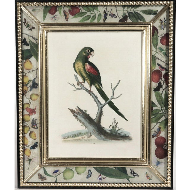 George Edwards !8th-Century Engraved Prints of Exotic Birds by George Edwards With Decoupage Frames (12) For Sale - Image 4 of 14