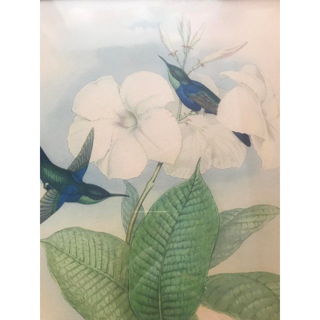 After W. Hart & HC Richter, Thalurania Refulgens and Hylonympha Macrocerca, 1800s, Hand-Colored Lithographs, Set of 2 For Sale - Image 4 of 18