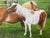 Shetland Groom Original British Equestrian Oil Painting of Two Ponies Framed For Sale - Image 13 of 14
