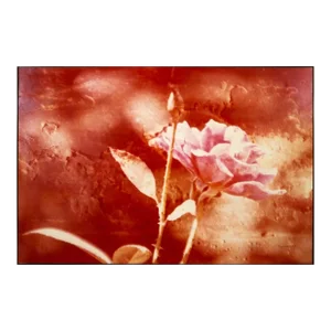 Greg Copeland Red Rose Contemporary Chromagraph C-print on Board 1978 Framed