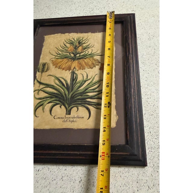 18th Century German Apothecary and Botanist Basilius Besler 18th Century For Sale - Image 5 of 6