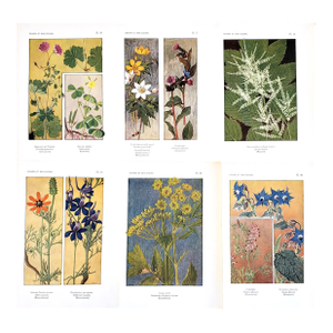 1922 Set of 6 French Botanical Field Flowers