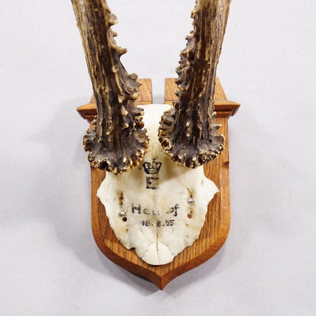 Red Deer Trophy on Wooden Plaque, by Philip Ernst, Prince of Thurn and Taxis, 1955 For Sale - Image 4 of 6