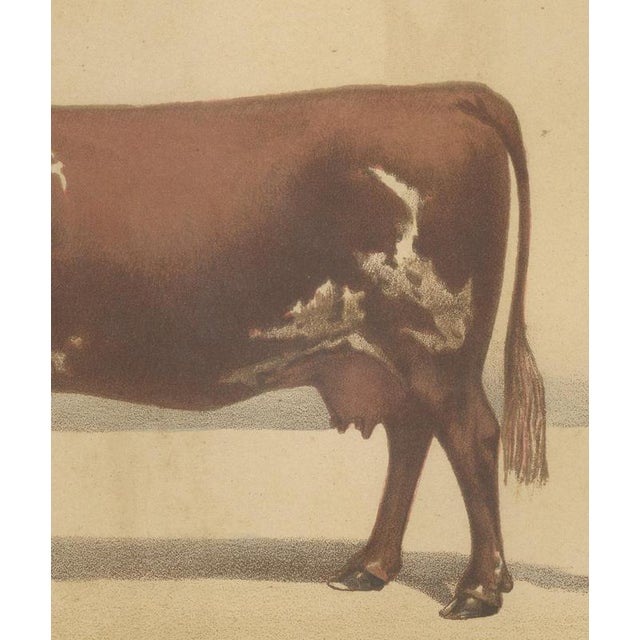 Olivier De Penne, Ayrshire Cow, Scottish Dairy Cattle, 1863, Chromolithograph For Sale - Image 6 of 9