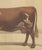 Olivier De Penne, Ayrshire Cow, Scottish Dairy Cattle, 1863, Chromolithograph For Sale - Image 6 of 9