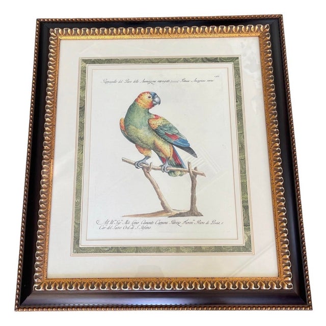 Hollywood Regency Set of 4 Vintage Continental Style Framed Natural History Prints For Sale - Image 3 of 12