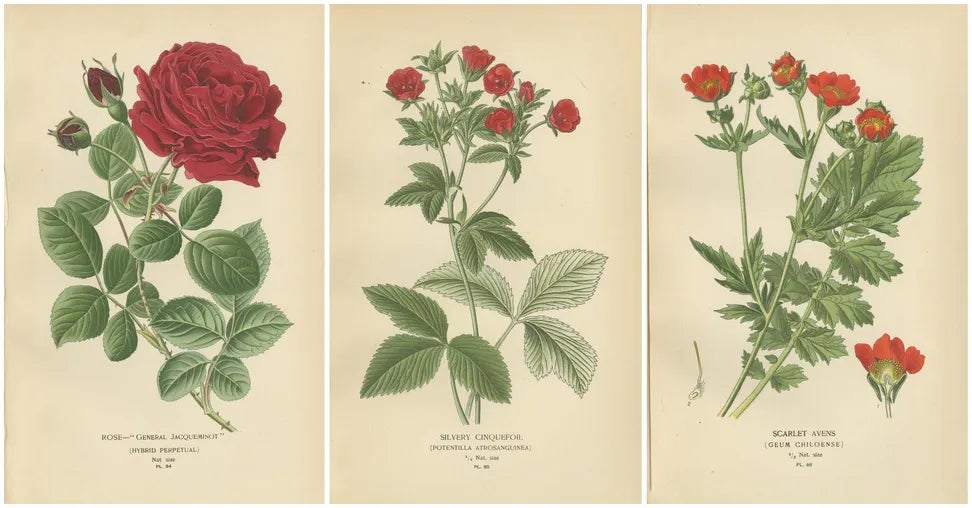 General Jacqueminot Rose, Silvery Cinquefoil and Scarlet Avens