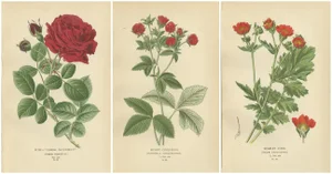 General Jacqueminot Rose, Silvery Cinquefoil and Scarlet Avens, 1897, Paper, Set of 3