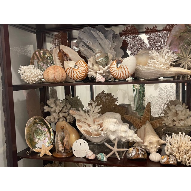1900-1909 Great Seaworld Sea Shells Specimens Collection in Chinese Chinoiserie Rosewood Carved Vitrine For Sale - Image 9 of 14